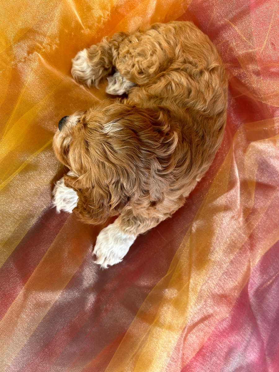 Female Cockapoo Puppy for Sale DOB 9-16-2024 $950